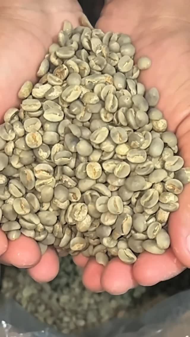 Grãos verdes de café selecionados